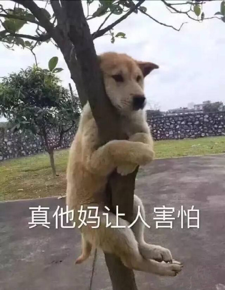 狗狗害怕表情包